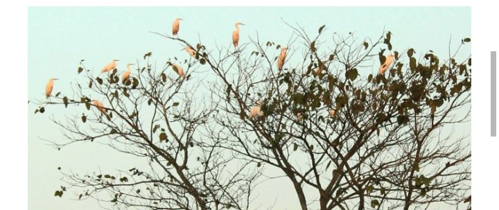 এম মিজানুর রহমান (লিটন) য‌শোর থে‌কে: যশোরের অভয়নগ‌রে অবস্থিত ভবদহ অঞ্চল। শীতেও এ অঞ্চলের সকল বিলে পানি থাকে। ফলে শীতের শুরুতে শত শত পাখি এ সকল বিলকে পাখির অভয়ারণ্যে পরিণত করে। এসব পাখির মধ্য রয়েছে। পানকৌড়ি,কাদোখোচা,ডোঙ্কর,হাস পাখি,বক,দাড় বক সহ নাম না জানা শত পাখি। স্থানীয় পাখির মধ্য রয়েছে মাছরাঙ্গা,শালিক,বক ইত্যাদি পাখি। অভয়নগর সড়াডাঙ্গা গ্রামে গাছে হাজার হাজার বাদুর ঝুলে থাকতে দেখা যায়। যা আমাদের পরিবেশের ভারসাম্য রক্ষা করে। সুন্দলী ইউনিয়নের রাজাপুর গ্রামে গিয়ে দেখা যায় হাজারও পাখি। সন্ধ্যা হলে কানে ভেসে আসে হাজারও পাখির কিচির মিচির শব্দ। গাছের ডালে বাসা বেধেছে আপন মনে। গাছ থেকে আকাশে  উড়লে তৈরি হয় এক অপরুপ সাজ। কিন্তু হাতের নাগালে পাখি থাকায় এ সকল পাখি সহজেই শিকারে পরিণত হচ্ছে। ফাদ,বিষ টোপ আর ইয়ারগান ব্যবহার করে প্রতি দিন শত শত পাখি মারছে কিছু অসাধু লোক। ফলে ক্রমশ্ব পাখি কমে যাচ্ছে। সরকারী ভাবে পাখি শিকারে নিশেধাঙ্গা থাকলেও তার কোন প্রয়োগ নেই। ফলে সবার সামনেই তারা পাখি শিকার করছে। এমতাবস্থা‌য় এলাকাবাসীর দাবী, যত দ্রুত সম্ভব প্রশাসনের হস্তক্ষেপে বন্ধ হোক পা‌খি শিকার